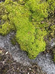 Attēlu rezultāti vaicājumam “Didymodon tophaceus sporophyte”