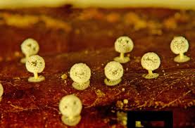 Attēlu rezultāti vaicājumam “Didymium squamulosum macro”