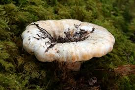 Attēlu rezultāti vaicājumam “Lactarius bertillonii”