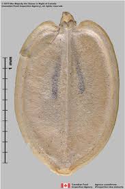 Attēlu rezultāti vaicājumam “Pastinaca sativa subsp. sylvestris fruit”