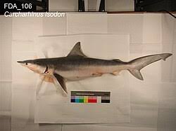 Image result for Carcharhinus isodon