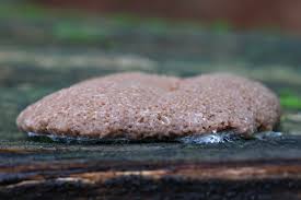 Attēlu rezultāti vaicājumam “Tubifera montana spores”