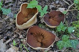 Attēlu rezultāti vaicājumam “Disciotis venosa”