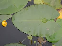 Attēlu rezultāti vaicājumam “Nuphar lutea leaf”
