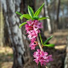 Attēlu rezultāti vaicājumam “Daphne mezereum flower”