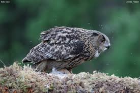 Attēlu rezultāti vaicājumam “Bubo bubo”