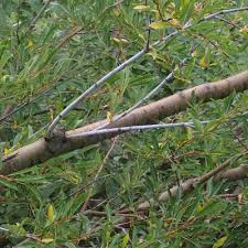 Attēlu rezultāti vaicājumam “Salix daphnoides”