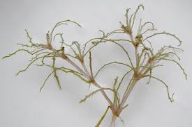 Attēlu rezultāti vaicājumam “Najas tenuissima leaf”