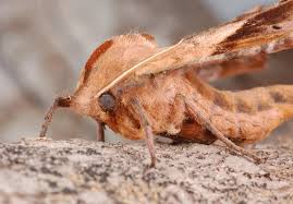 Attēlu rezultāti vaicājumam “Sphingidae”