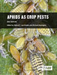 Attēlu rezultāti vaicājumam “Thecabius affinis nymph”