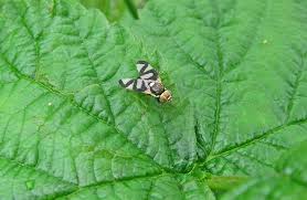 Attēlu rezultāti vaicājumam “Urophora cardui”