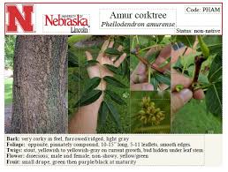 Attēlu rezultāti vaicājumam “Phellodendron amurense bud”