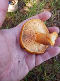 Attēlu rezultāti vaicājumam “Lactarius”