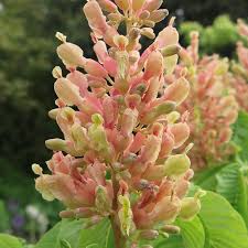 Attēlu rezultāti vaicājumam “Aesculus x hybrida”