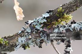 Attēlu rezultāti vaicājumam “Hyphodontia barba-jovis”