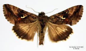 Attēlu rezultāti vaicājumam “Autographa gamma”