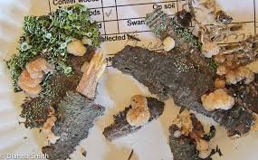 Attēlu rezultāti vaicājumam “Myxarium nucleatum”