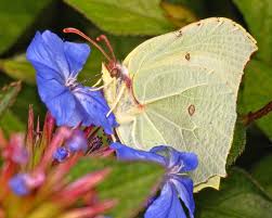 Attēlu rezultāti vaicājumam “Gonepteryx rhamni upperside”