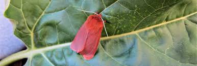 Attēlu rezultāti vaicājumam “Phragmatobia fuliginosa imago”