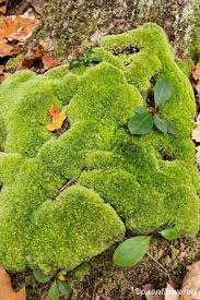 Attēlu rezultāti vaicājumam “Dicranum montanum”