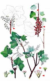 Attēlu rezultāti vaicājumam “Ribes spicatum”