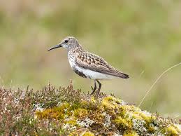 Attēlu rezultāti vaicājumam “Calidris alpina”