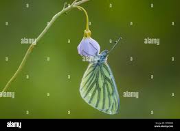 Attēlu rezultāti vaicājumam “Pieris napi female”