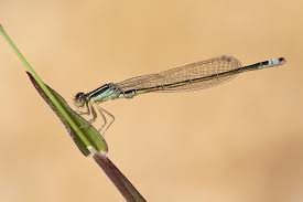 Attēlu rezultāti vaicājumam “Ischnura pumilio”