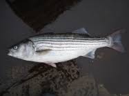 Image result for Morone saxatilis