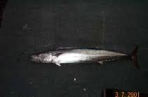 Image result for Acanthocybium solandri