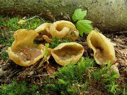 Attēlu rezultāti vaicājumam “Peziza varia”