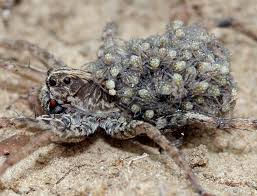 Attēlu rezultāti vaicājumam “Lycosidae”