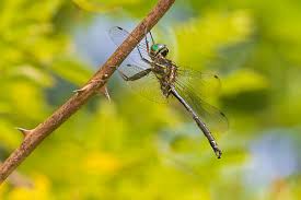 Attēlu rezultāti vaicājumam “Leucorrhinia pectoralis female”