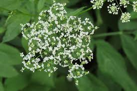 Attēlu rezultāti vaicājumam “Chaerophyllum aromaticum flower”