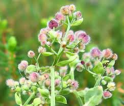 Attēlu rezultāti vaicājumam “Oenothera rubricauli bud”