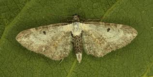 Attēlu rezultāti vaicājumam “Eupithecia succenturiata”