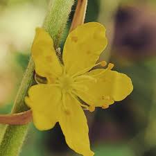 Attēlu rezultāti vaicājumam “Agrimonia eupatoria leaf”