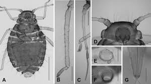 Attēlu rezultāti vaicājumam “Chaitophorus populeti”