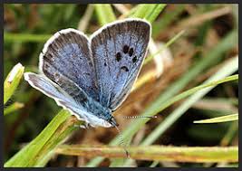 Attēlu rezultāti vaicājumam “Phengaris arion”