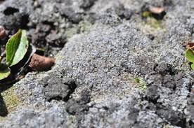 Attēlu rezultāti vaicājumam “Pseudocalliergon turgescens”