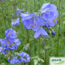 Attēlu rezultāti vaicājumam “Polemonium caeruleum”