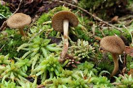 Attēlu rezultāti vaicājumam “Inocybe lanuginosa”