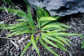 Attēlu rezultāti vaicājumam “Blechnum spicant”