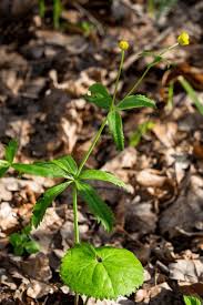 Attēlu rezultāti vaicājumam “Ranunculus cassubicus flower”