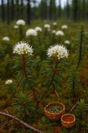 Attēlu rezultāti vaicājumam “Ledum palustre flower”