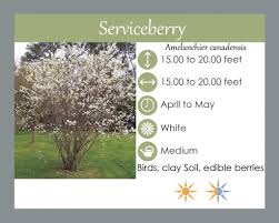 Attēlu rezultāti vaicājumam “Amelanchier canadensis”