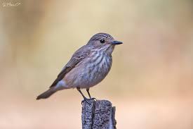 Attēlu rezultāti vaicājumam “Muscicapa striata”