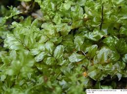 Attēlu rezultāti vaicājumam “Plagiomnium ellipticum”