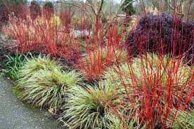 Attēlu rezultāti vaicājumam “Cornus alba”