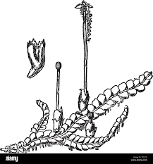 Attēlu rezultāti vaicājumam “Chiloscyphus polyanthos”
